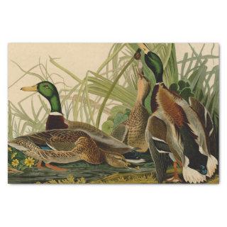 Mallard Duck Audubon Bird Painting Tissue Paper