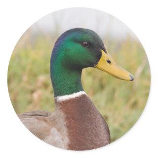 Mallard Duck Stickers