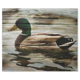 Mallard Duck