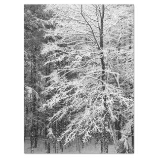Maple Tree Outlined In Snow Tissue Paper