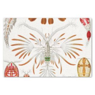 Marine Life Crustaceans, Copepoda by Ernst Haeckel Tissue Paper