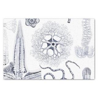 Marine Life / Marine Biology Strange Sea Creatures Tissue Paper