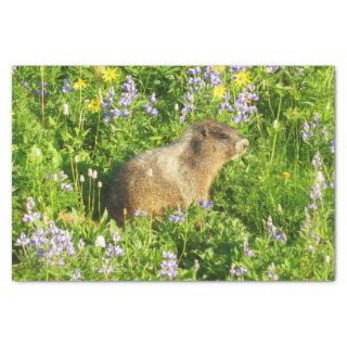 Marmot in Mount Rainier Wildflowers Tissue Paper