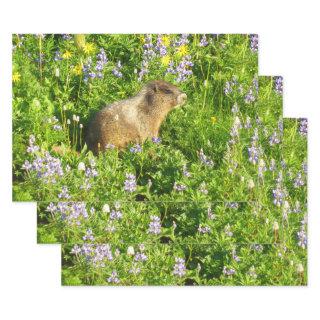 Marmot in Mount Rainier Wildflowers  Sheets