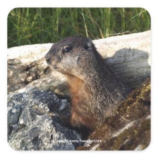 Marmot Sticker