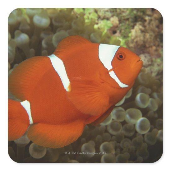 Maroon clownfish with sea anemone square sticker