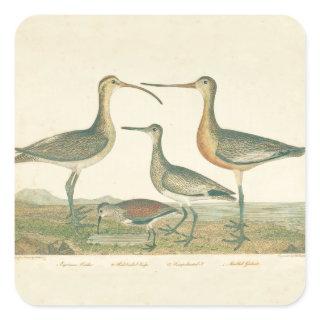 Marsh Bird Curlew Snipe Birding Square Sticker