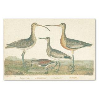 Marsh Bird Curlew Snipe Birding Tissue Paper