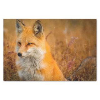 meadow fox tissue paper