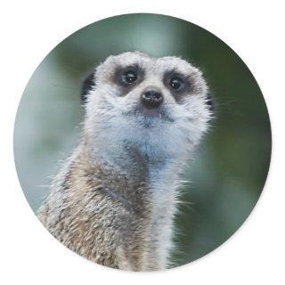 Meerkat Sticker
