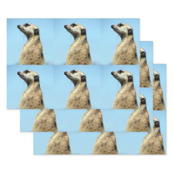 Meerkat  Sheets