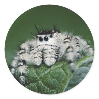 Metaphid Jumping Spider Classic Round Sticker