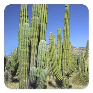 Mexico, Sonora, San Carlos. Saguaro & Organ Pipe Square Sticker