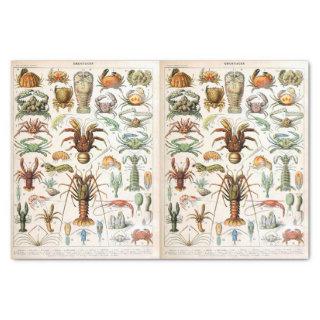 Millot Illustration, Crustaceans, Decoupage Tissue Paper