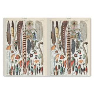 Millot Illustrations, Bird Feathers, Decoupage Tissue Paper