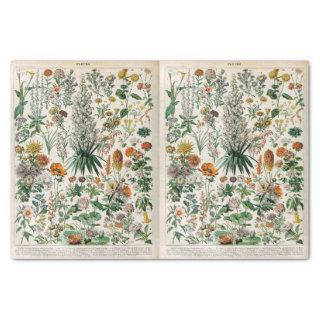 Millot Illustrations, Botanical, Decoupage  Tissue Paper