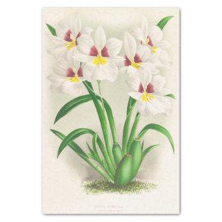 Miltonia Roezli (Orchid) by Jean Jules Linden Tissue Paper