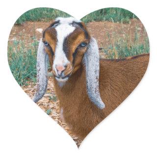 Mini Nubian Dairy Goat Kid with Blue Eyes Heart Sticker