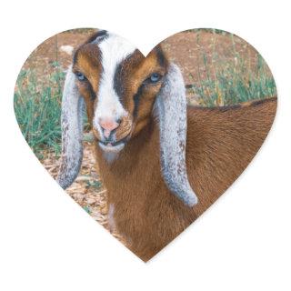 Mini Nubian Dairy Goat Kid with Blue Eyes Heart Sticker