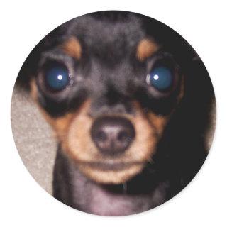 mini pinscher. classic round sticker
