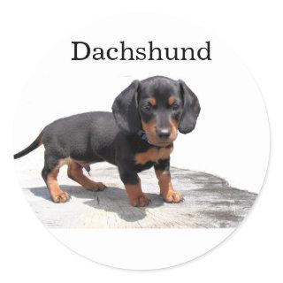 Miniature Dachshund Classic Round Sticker