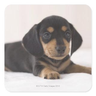 Miniature Dachshund Square Sticker