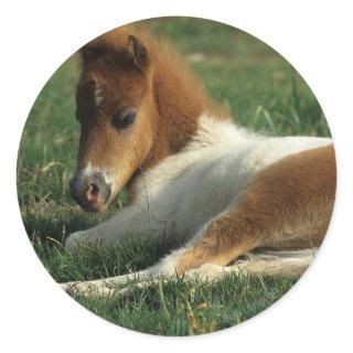 Miniature Foal Laying Down Classic Round Sticker