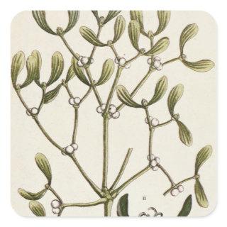 Mistletoe from 'A Curious Herbal', 1782 Square Sticker