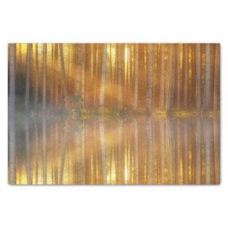Misty Forest Scene Tissue Paper