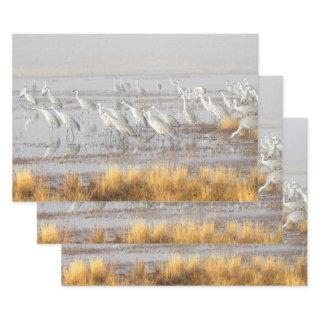 Misty Sandhill Cranes  Sheets