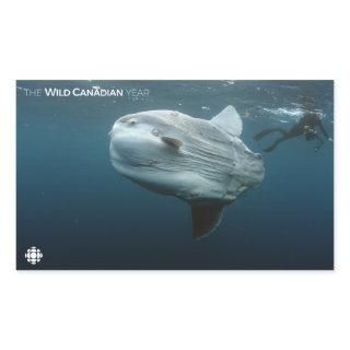 Mola Mola Rectangular Sticker