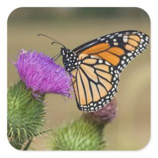 Monarch on pasture Thistle Prairie Ridge Square Sticker