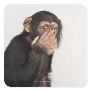 Monkey rubbing its face square sticker