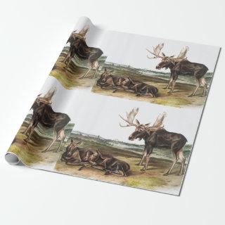 Moose Deer (Servus alces) Illustration