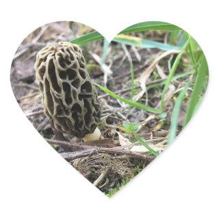 Morchella esculenta, Black Morel, Morel Mushroom Heart Sticker