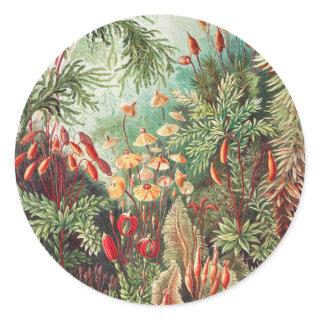 Mosses, Muscinae Laubmoose by Ernst Haeckel Classic Round Sticker