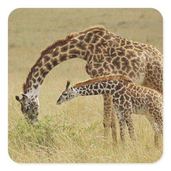 Mother and baby Masai Giraffe, Giraffa Square Sticker