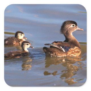 Mother and Wood Ducklings Square Sticker