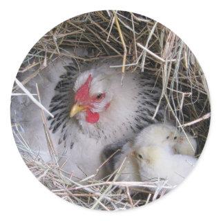Mother Hen with New Chicks Stickers