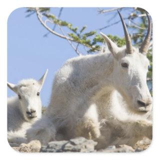 Mountain goat nanny with kid in Glacier National Square Sticker