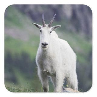 Mountain Goat, Oreamnos americanus, adult with Square Sticker