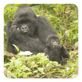 Mountain Gorilla, Gorilla beringei (formerly G. Square Sticker