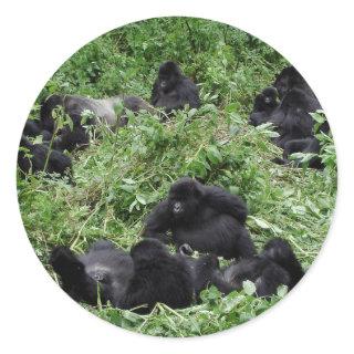 Mountain gorilla group round sticker