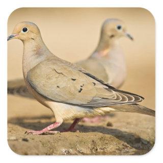 Mourning Dove (Zenaida macroura) adults on Square Sticker