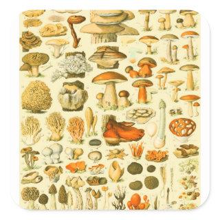 Mushroom Vintage Toadstool Antique Illustration Square Sticker