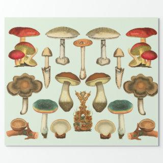Mushrooms Fungi Plants Botanical Garden collage