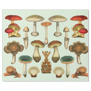 Mushrooms Fungi Plants Botanical Garden collage
