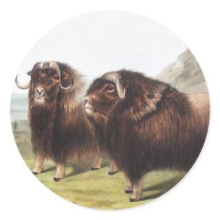 Musk Ox (Ovibos moschatus) Illustration Classic Round Sticker