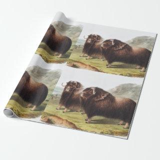 Musk Ox (Ovibos moschatus) Illustration