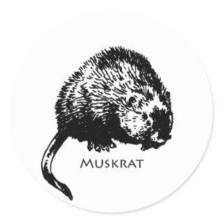 Muskrat (illustration) classic round sticker